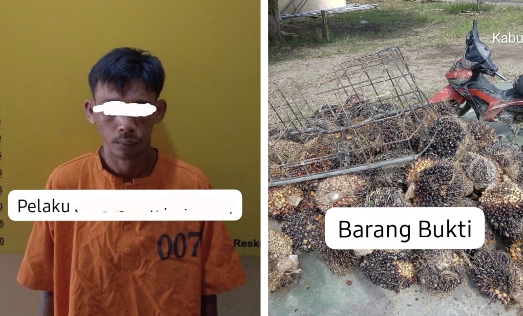 Polsek Ukui mengamankan dua pelaku pencurian 75 tandan sawit (foto/Andy)